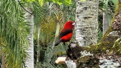 Ramphocelus bresilius