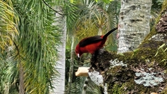 Ramphocelus bresilius
