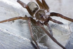 Kukulcania hibernalis