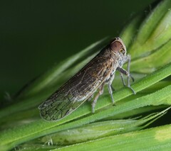 Cixiinae