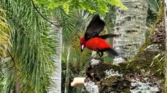 Ramphocelus bresilius