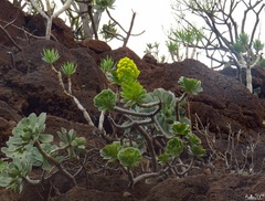 Aeonium arboreum image