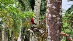 Ramphocelus bresilius