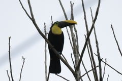 Ramphastos ambiguus
