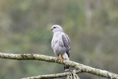 Buteo nitidus