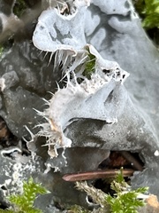 Peltigera canina