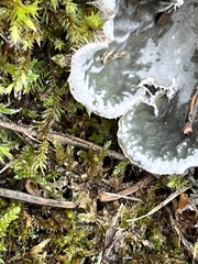 Peltigera canina