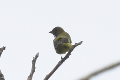 Spinus xanthogastrus