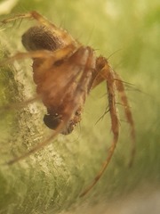 Araneus triguttatus