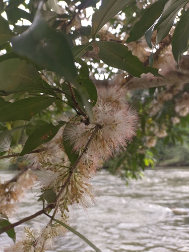 Zygia longifolia - Whole tree