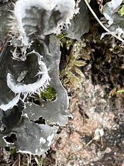 Peltigera canina