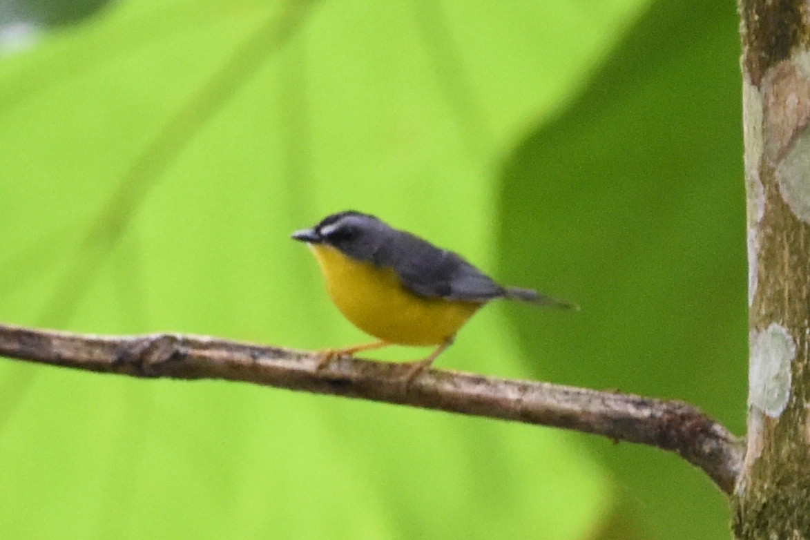 Grey-and-gold Warbler