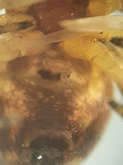 Araneus triguttatus