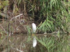 Egretta thula