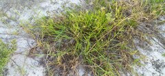Cenchrus echinatus