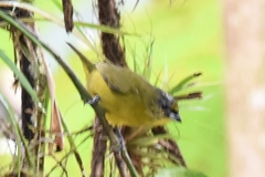 Euphonia laniirostris