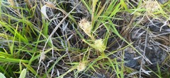 Cenchrus echinatus