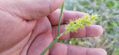 Cenchrus echinatus