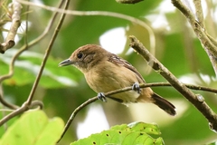 Thamnophilus atrinucha