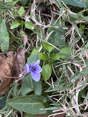 Viola inconspicua