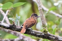 Pachyramphus