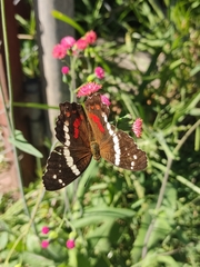 Anartia fatima colima