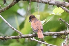 Pachyramphus