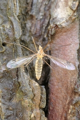 Leptotarsus