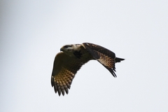 Buteo nitidus