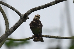 Buteo nitidus