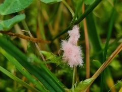 Laetisaria roseipellis