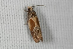 Eumarozia malachitana