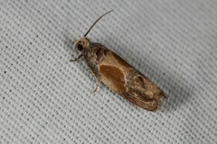 Eumarozia malachitana