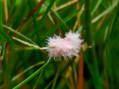 Laetisaria roseipellis