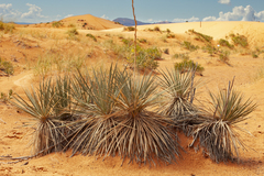 Yucca angustissima