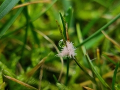 Laetisaria roseipellis