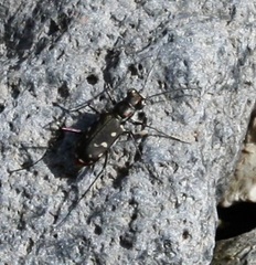 Cicindela sedecimpunctata