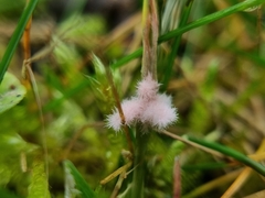 Laetisaria roseipellis