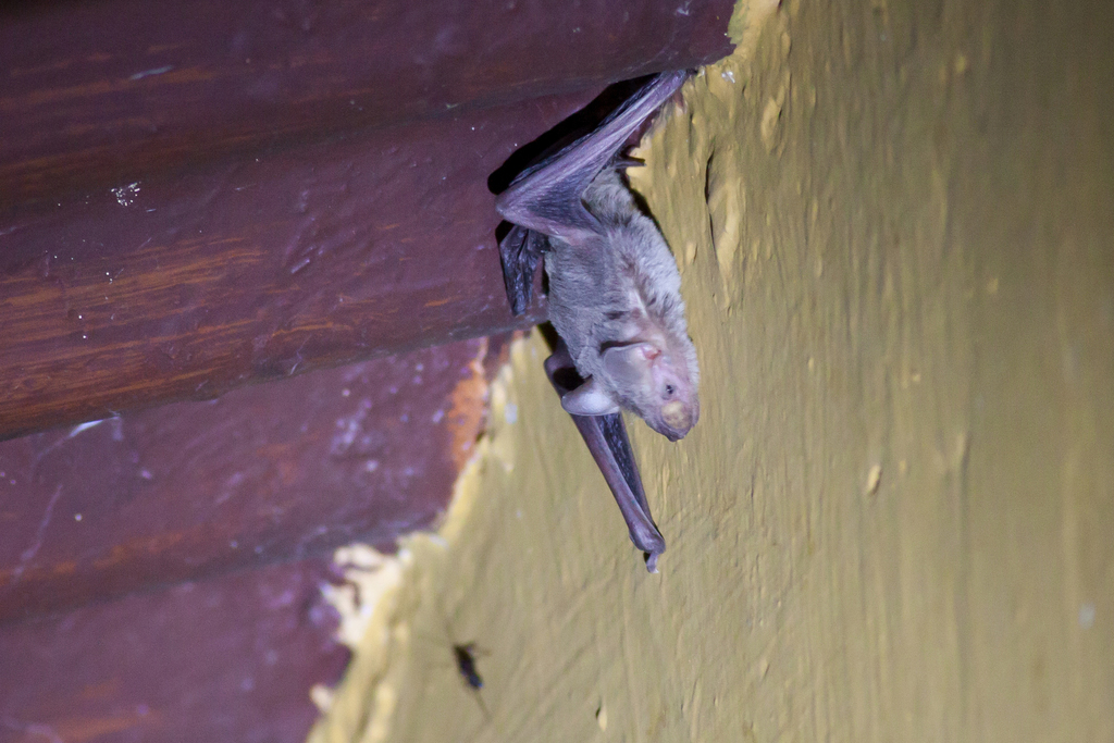 Dormer's Pipistrelle