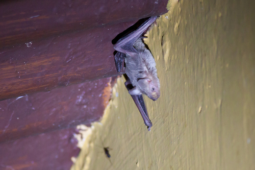 Dormer's Bat (Scotozous dormeri) — Least Concern Mammalia