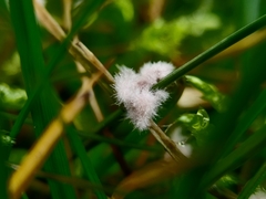 Laetisaria roseipellis
