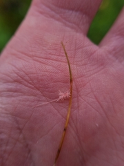 Laetisaria roseipellis