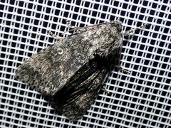 Acronicta megacephala