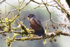 Pionus chalcopterus