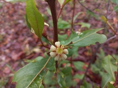 Fadogia fuchsioides