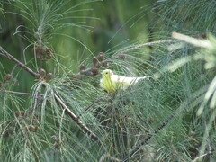 Serinus canaria