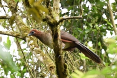 Ortalis erythroptera