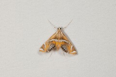 Margarosticha sphenotis