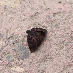 Anastrus sempiternus sempiternus