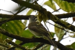 Leptopogon superciliaris